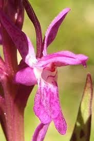 Attēlu rezultāti vaicājumam “Dactylorhiza cruenta leaf”
