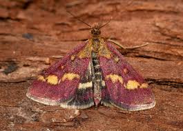 Attēlu rezultāti vaicājumam “Pyrausta purpuralis”