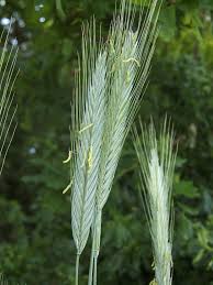 Image result for Secale cereale