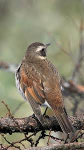 Image result for Turdus eunomus