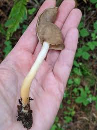 Attēlu rezultāti vaicājumam “Helvella elastica”