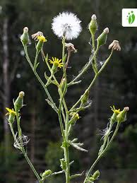 Attēlu rezultāti vaicājumam “Senecio viscosus fruit”