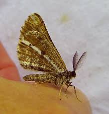 Attēlu rezultāti vaicājumam “Bupalus piniaria male”