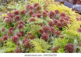 Attēlu rezultāti vaicājumam “Sphagnum capillifolium”