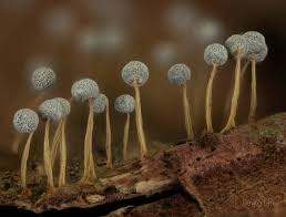 Attēlu rezultāti vaicājumam “Physarum murinum stalked”