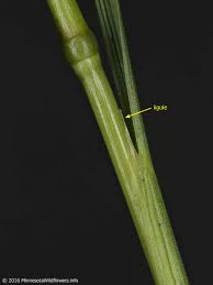 Attēlu rezultāti vaicājumam “Deschampsia cespitosa bud”