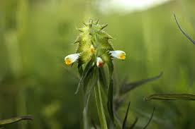Attēlu rezultāti vaicājumam “Melampyrum cristatum”