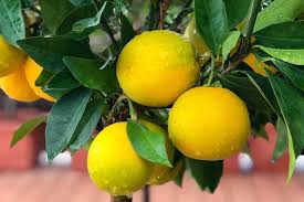 Attēlu rezultāti vaicājumam “Juglans x sinensis fruit”