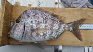 Image result for Calamus nodosus