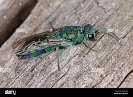 Attēlu rezultāti vaicājumam “Chrysididae”