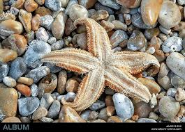 Image result for Asterias rubens