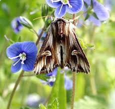 Attēlu rezultāti vaicājumam “Actinotia polyodon”