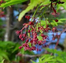 Attēlu rezultāti vaicājumam “Acer rufinerve flower”