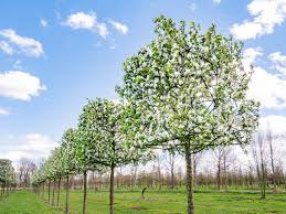 Attēlu rezultāti vaicājumam “Malus baccata”