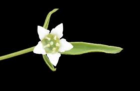 Attēlu rezultāti vaicājumam “Thesium ebracteatum leaf”