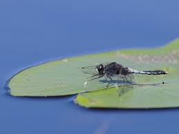 Attēlu rezultāti vaicājumam “Leucorrhinia caudalis male”