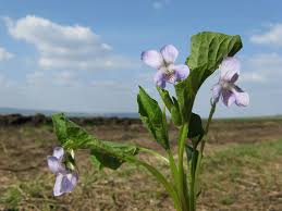 Attēlu rezultāti vaicājumam “Viola mirabilis”