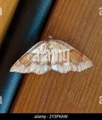 Attēlu rezultāti vaicājumam “Plagodis pulveraria”