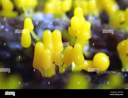 Attēlu rezultāti vaicājumam “Arcyria stipata”