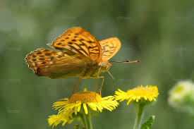 Attēlu rezultāti vaicājumam “Argynnis paphia”