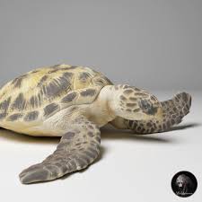Image result for Eretmochelys imbricata