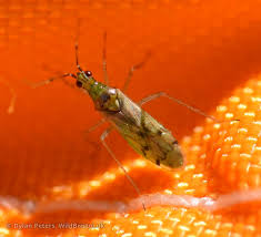 Attēlu rezultāti vaicājumam “Dicyphus sp.”