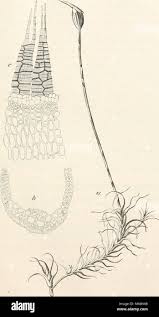 Attēlu rezultāti vaicājumam “Dicranella crispa”