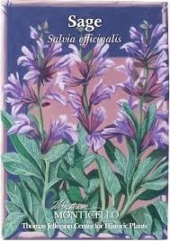 Image result for Salvia officinalis