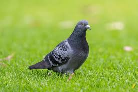 Attēlu rezultāti vaicājumam “Columba livia f. domestica adult”