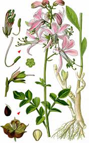 Image result for Diptam