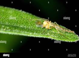 Attēlu rezultāti vaicājumam “Chironomidae imago”