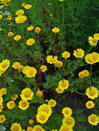 Image result for Anthemis tinctoria