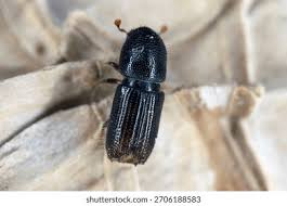 Attēlu rezultāti vaicājumam “Scolytidae”