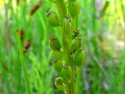 Attēlu rezultāti vaicājumam “Juncaginaceae”