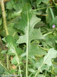 Attēlu rezultāti vaicājumam “Sisymbrium loeselii”