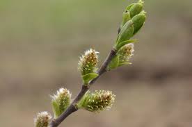 Attēlu rezultāti vaicājumam “Salix myrsinifolia”