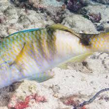 Image result for Parupeneus trifasciatus