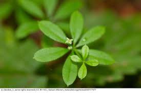 Attēlu rezultāti vaicājumam “Galium triflorum fruit”