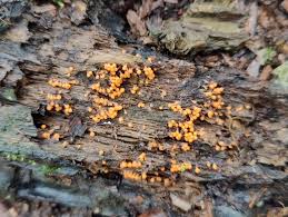 Attēlu rezultāti vaicājumam “Trichia sp.”