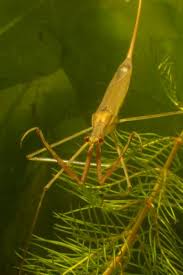 Attēlu rezultāti vaicājumam “Ranatra linearis”