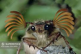 Attēlu rezultāti vaicājumam “Melolontha hippocastani”