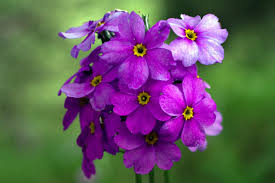 Attēlu rezultāti vaicājumam “Primula veris var. rubra”