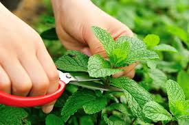 Image result for Pfefferminze