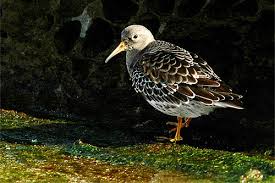 Attēlu rezultāti vaicājumam “Calidris maritima adult”