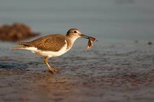Attēlu rezultāti vaicājumam “Actitis hypoleucos adult”