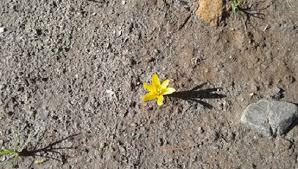 Attēlu rezultāti vaicājumam “Colchicum luteum”