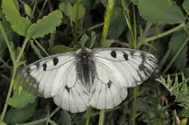 Attēlu rezultāti vaicājumam “Parnassius mnemosyne underside”