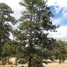 Attēlu rezultāti vaicājumam “Pinus ponderosa”