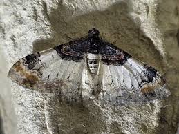 Attēlu rezultāti vaicājumam “Catarhoe cuculata”