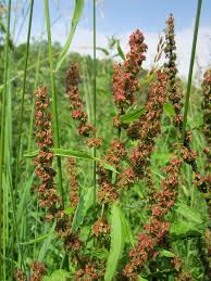 Attēlu rezultāti vaicājumam “Rumex obtusifolius flower”